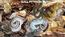 Discovery splash banner for Ball Pythons Discord server