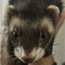 Discovery icon for Mustelid Manor Discord server
